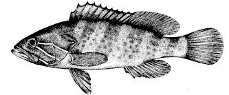 Epinephelus aeneus_claves